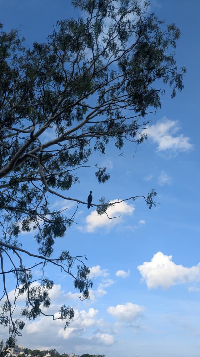A tree with sparse leaves stretches into a clear blue sky, with a bird perched on a branch. Fluffy white clouds are scattered across the background