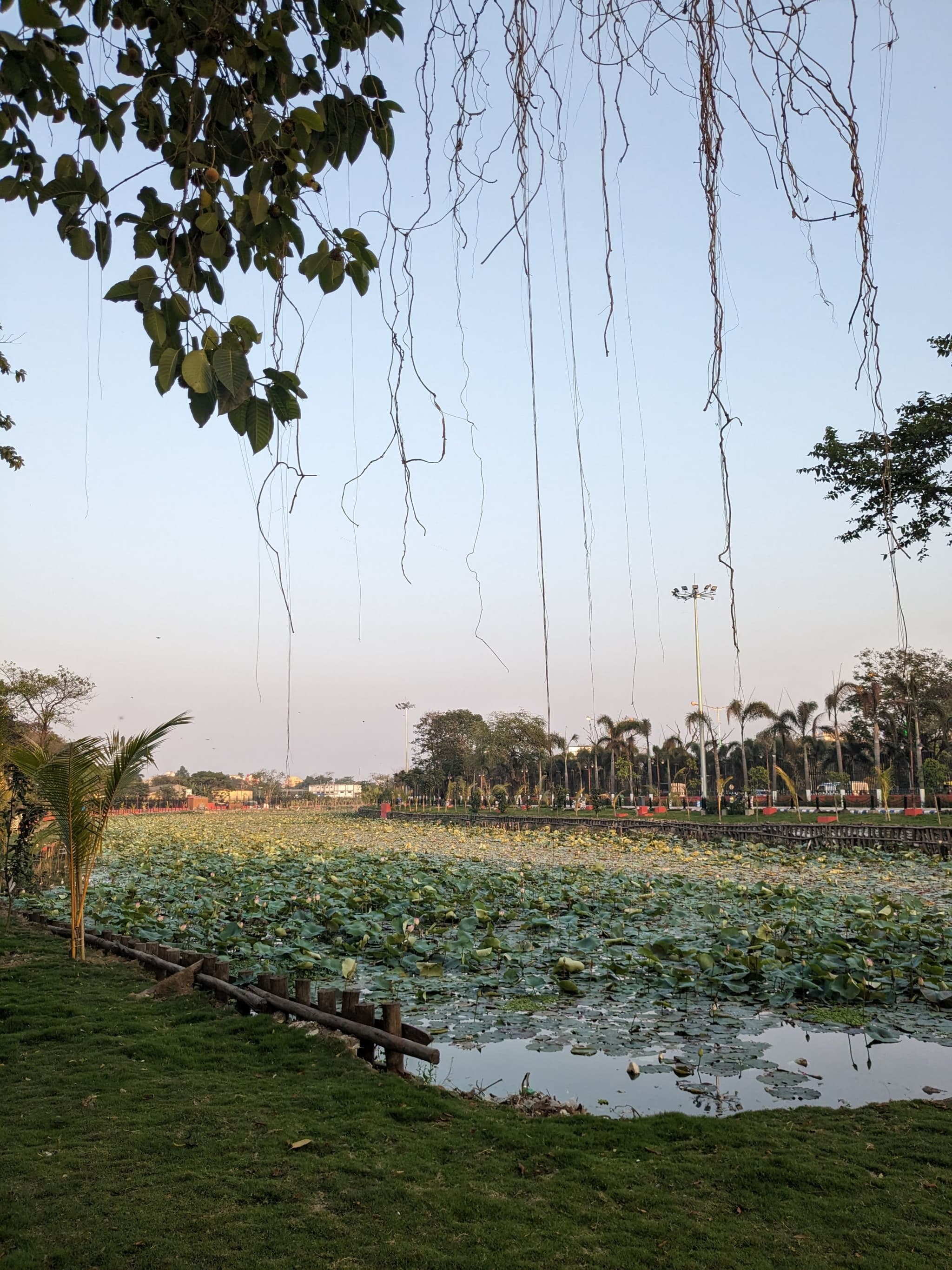 Weeds on pond