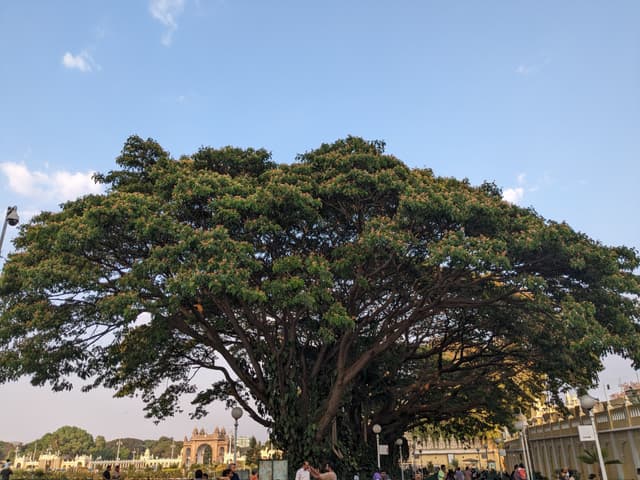 A large spreading tree with dense foliage stands prominently against a clear blue sky, surrounded by people and urban structures