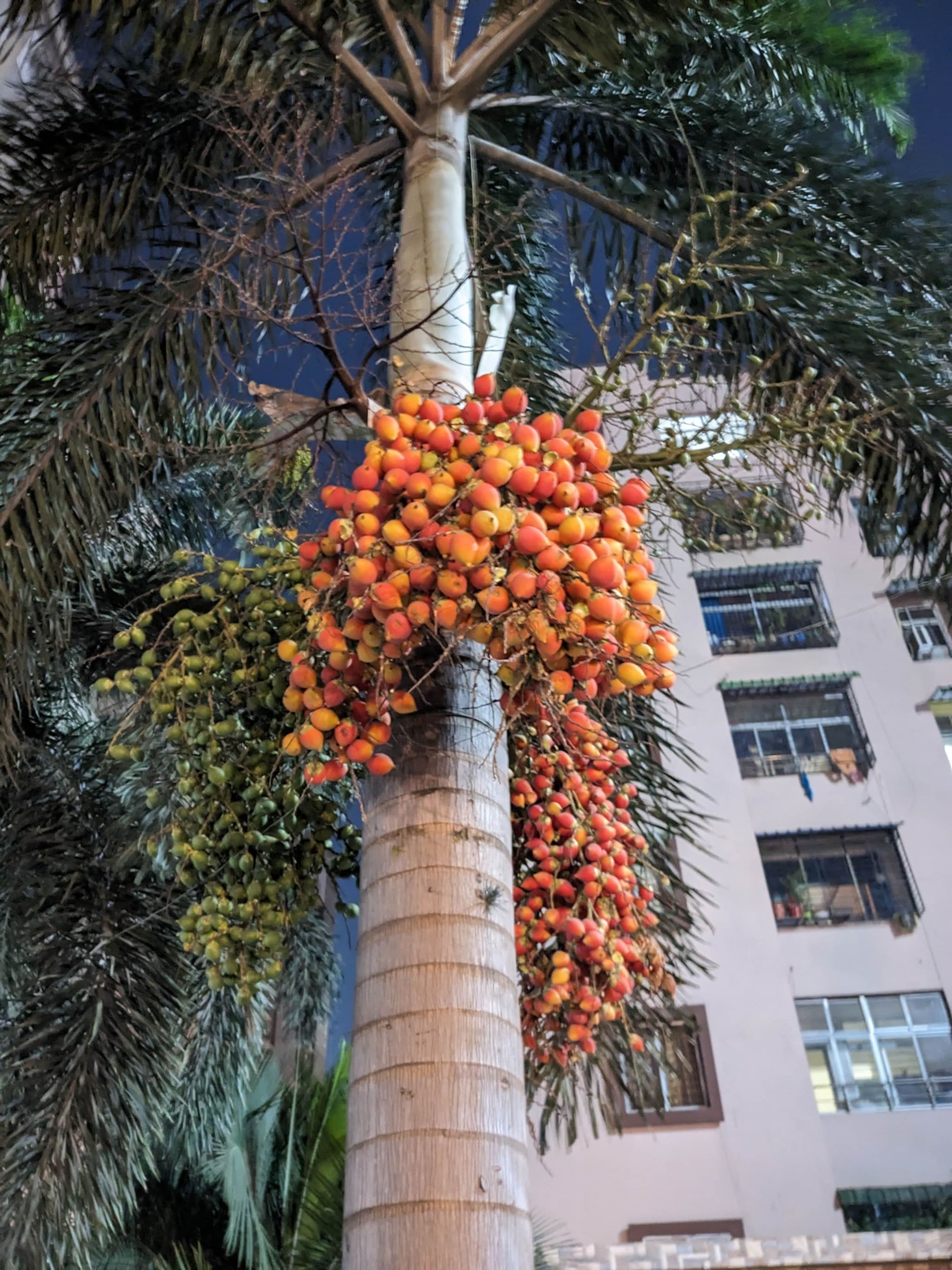 Betel Palm