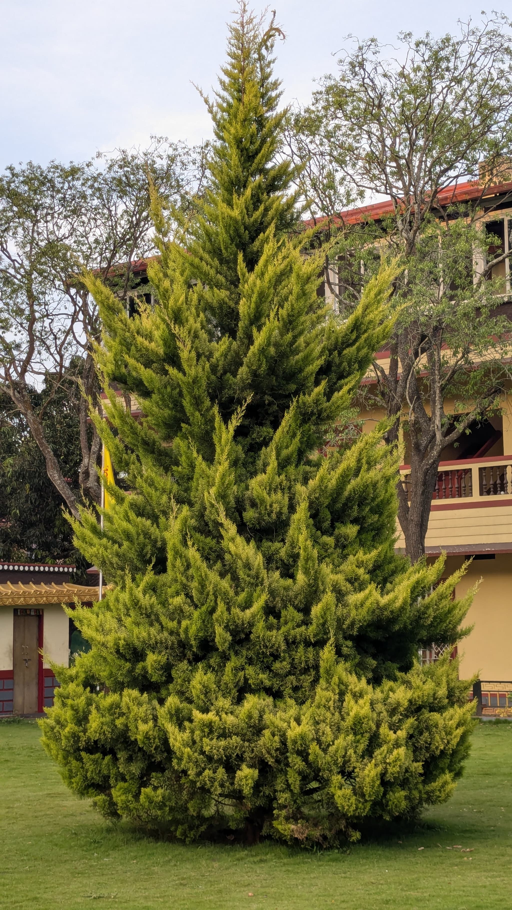 Tall conifer tree with dense green foliage on a grassy lawn in front of a building with a balcony and surrounding trees