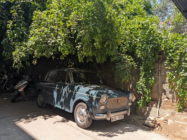 A vintage car parked under lush green foliage, partially shaded by the branches and leaves, with sunlight filtering through