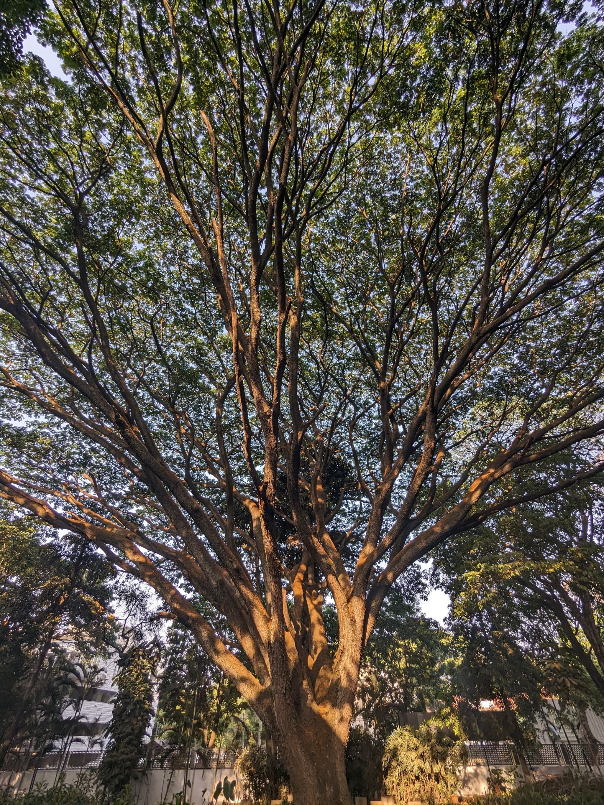 A large, sprawling tree with dense green foliage and numerous branches extending outward, set against a backdrop of a clear sky and surrounded by other vegetation