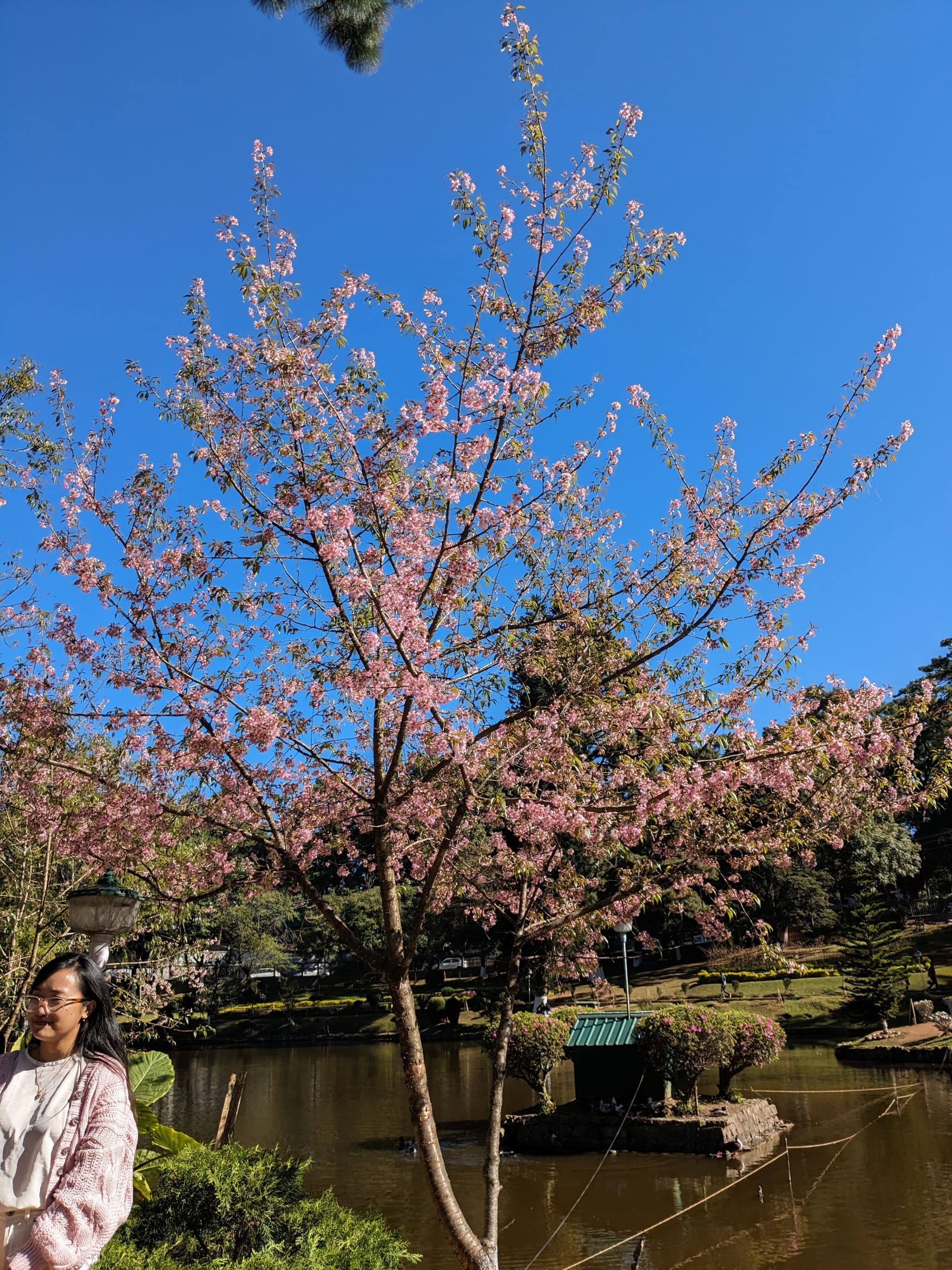 Cherry Blossom