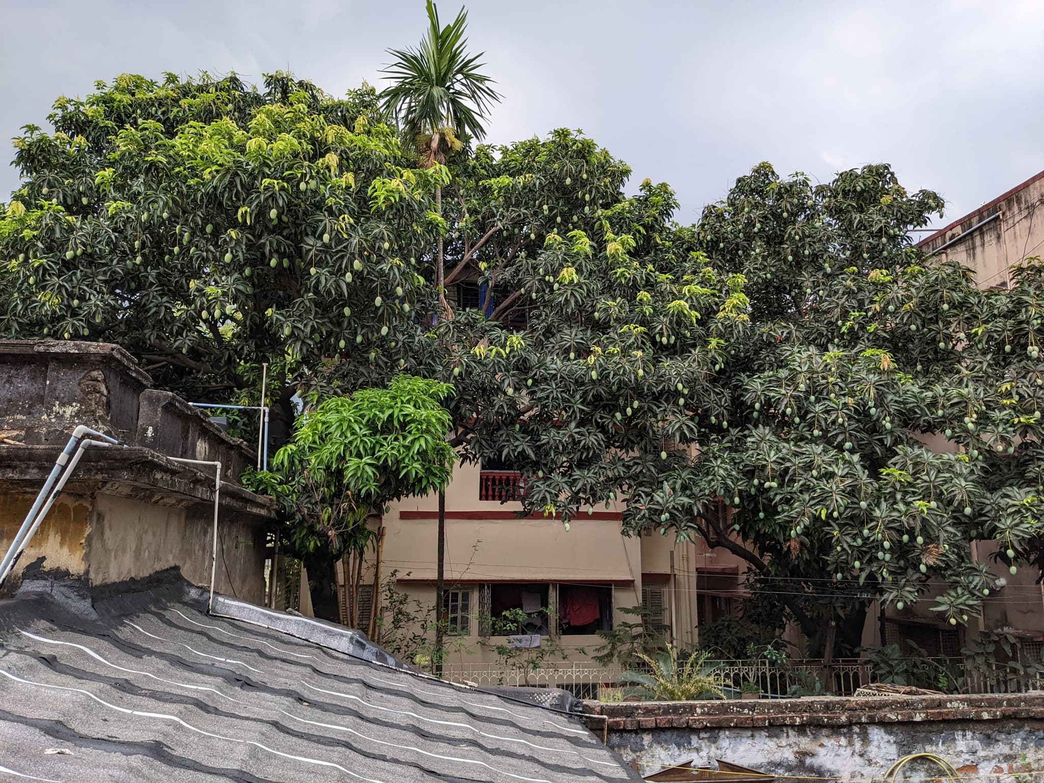 A house surrounded by dense trees and foliage, with a rooftop in the foreground and an overcast sky above