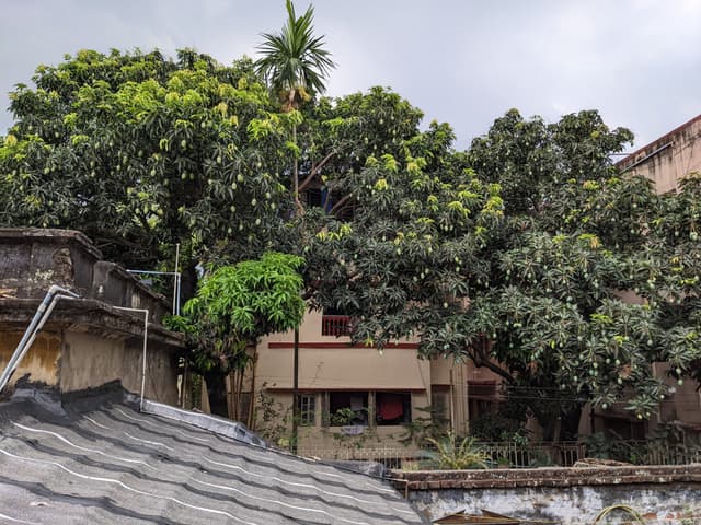 A house surrounded by dense trees and foliage, with a rooftop in the foreground and an overcast sky above
