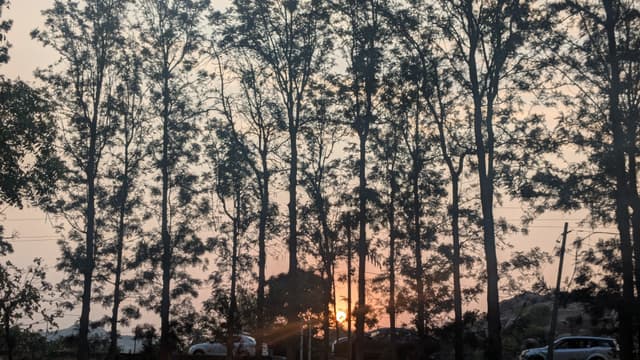 Silhouetted trees framing an orange sunset near the horizon